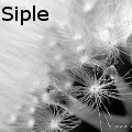 Heather Siple -  - Photography